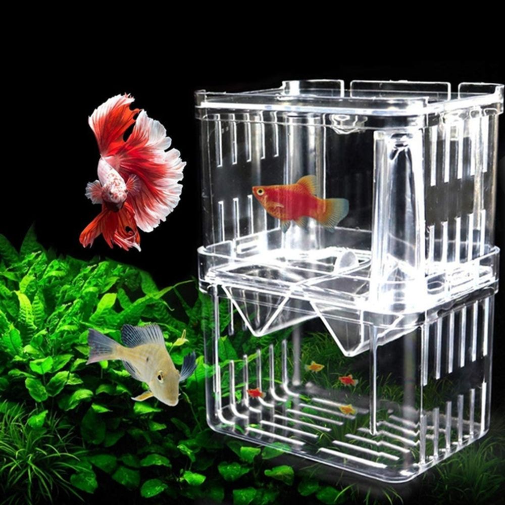 Akwarium zbiornikowe dla małyc – Aquarium Fish Reproduction recenzja i cena