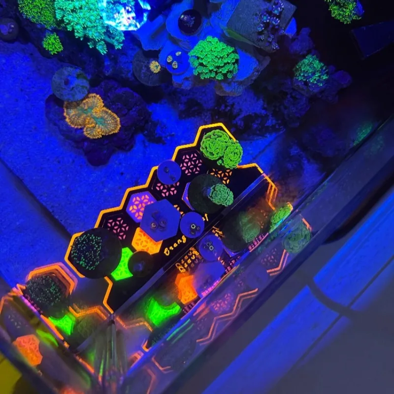 Fluorescencyjne koralowe wtycz – Aquarium Fish Reproduction recenzja i cena