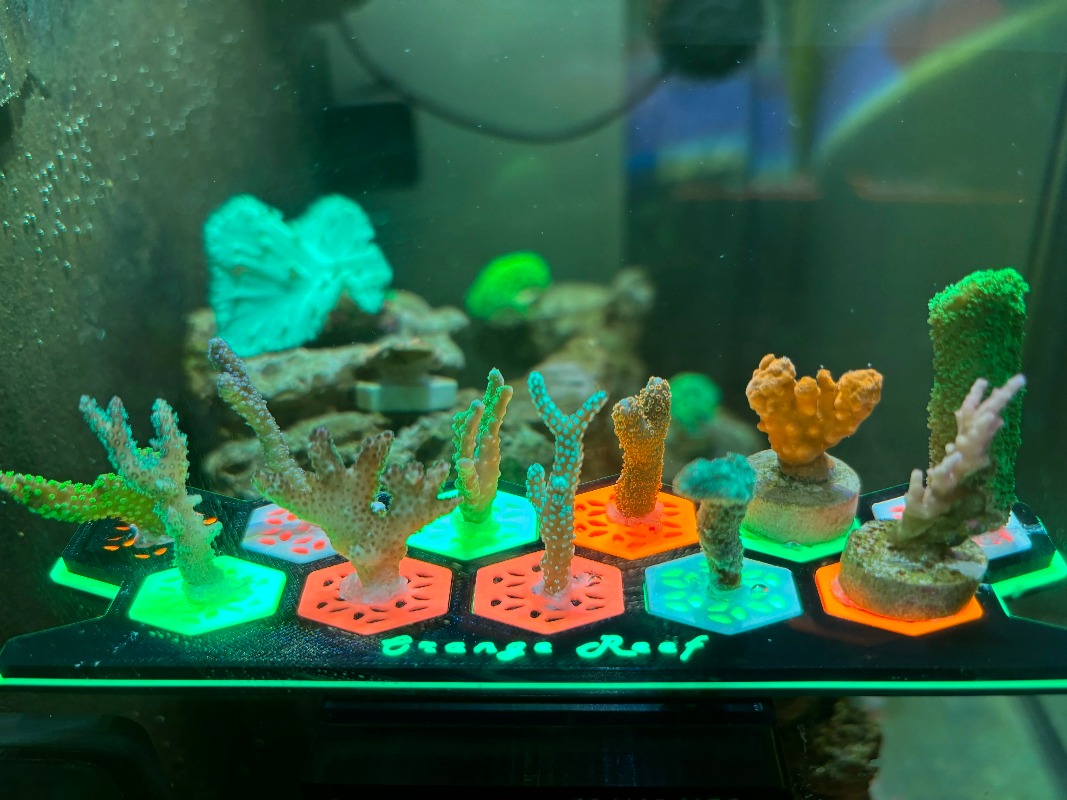 Fluorescencyjne koralowe wtycz – Aquarium Fish Reproduction recenzja i cena