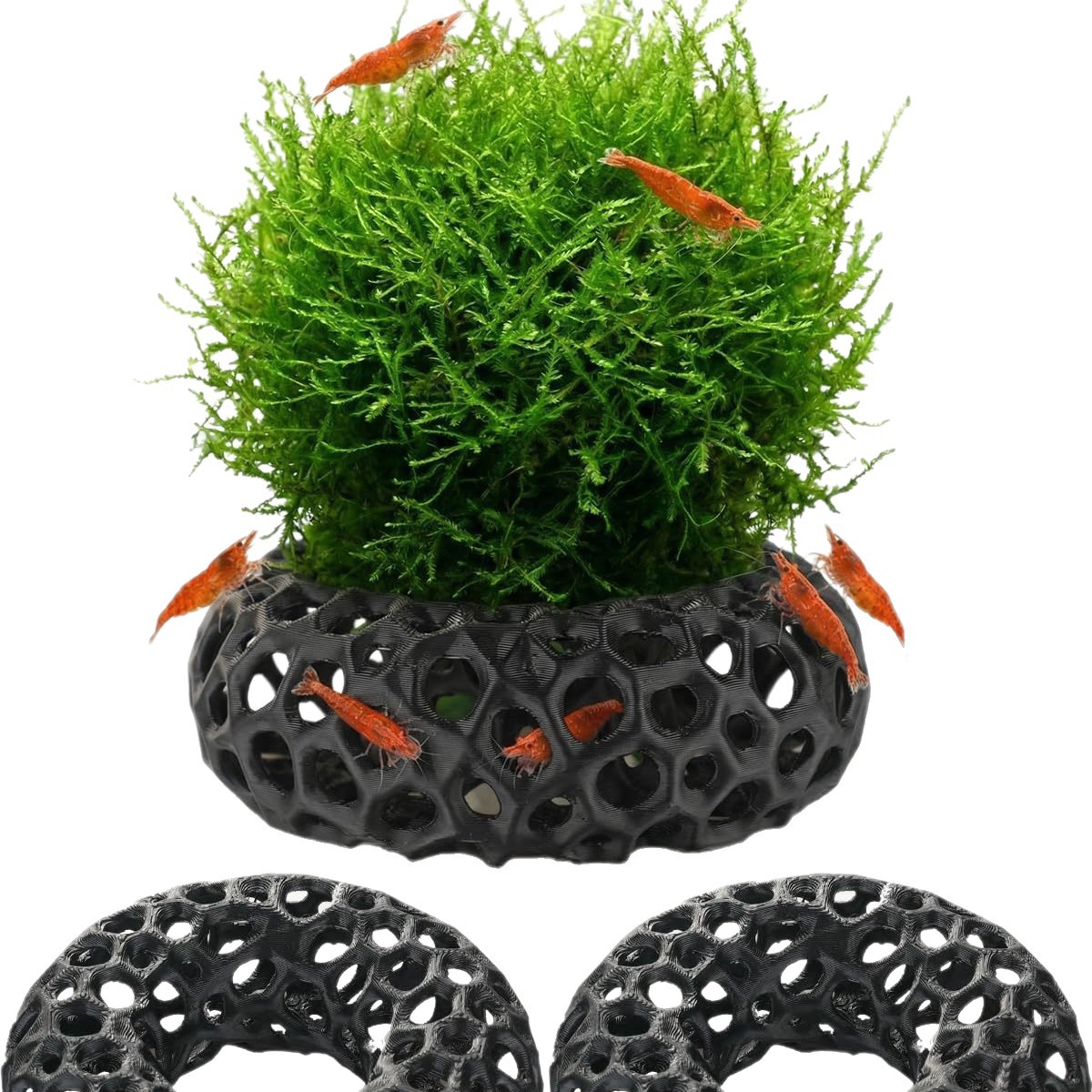 Popularny, drukowany w technol – Aquarium Fish Reproduction recenzja i cena